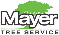 cropped-mayer-logo-ezgif.com-webp-to-png-converter